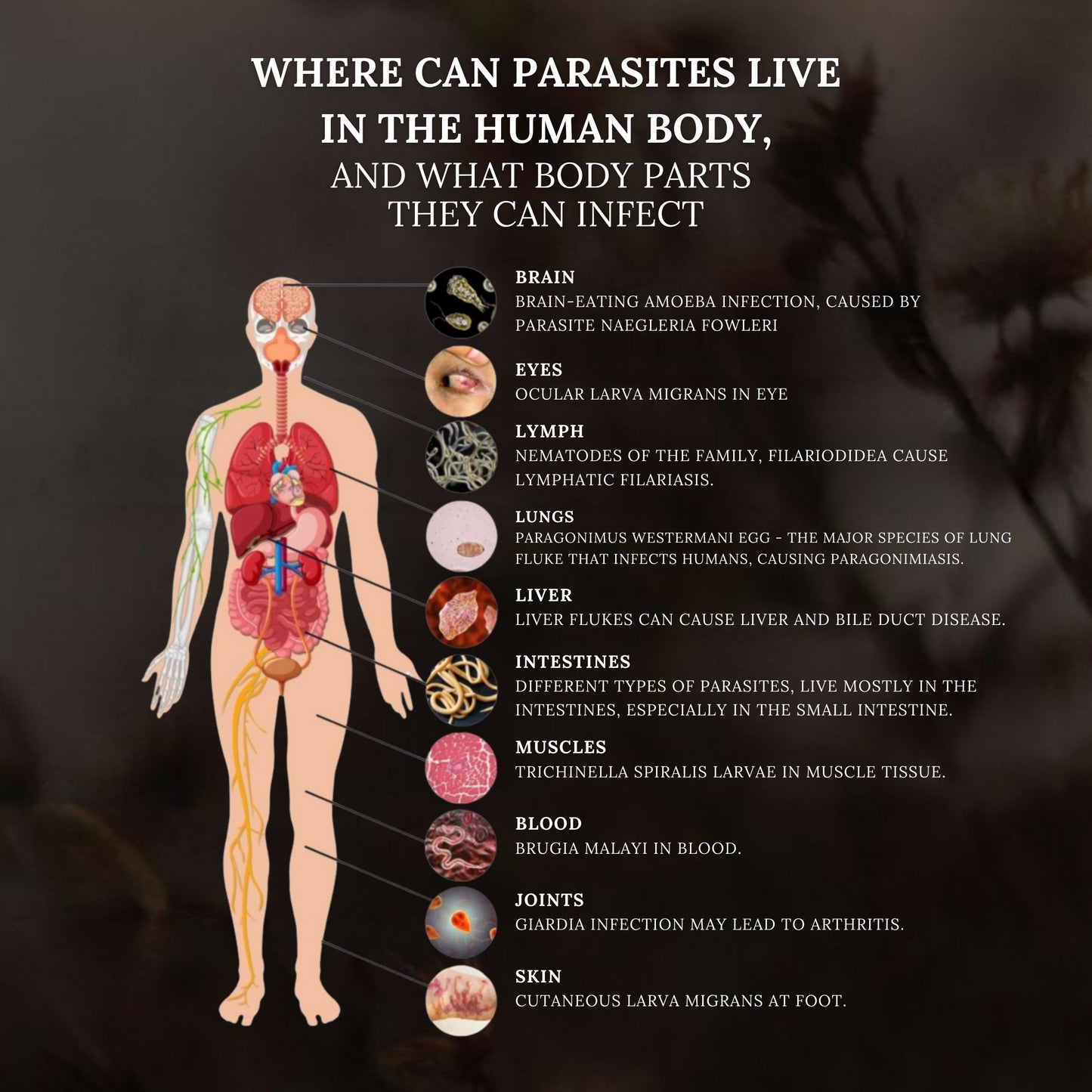 Advanced Parasite Cleanse