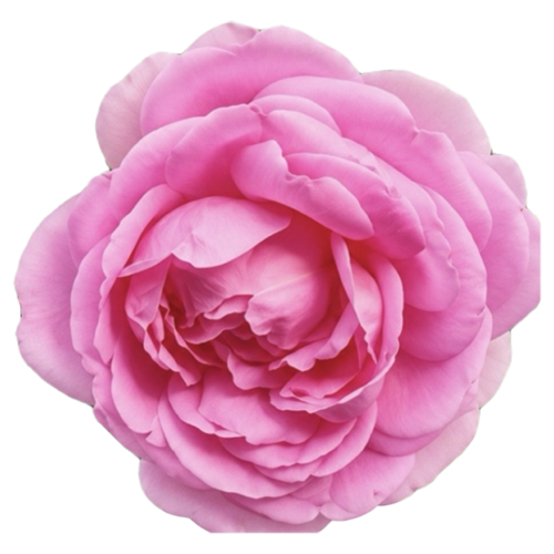 Ingredient Image 2