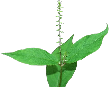 Ingredient Image 1