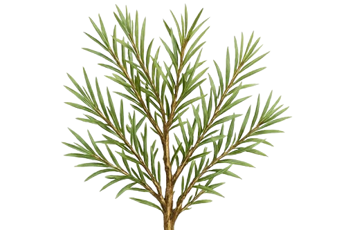 Ingredient Image 2