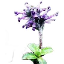 Ingredient Image 3