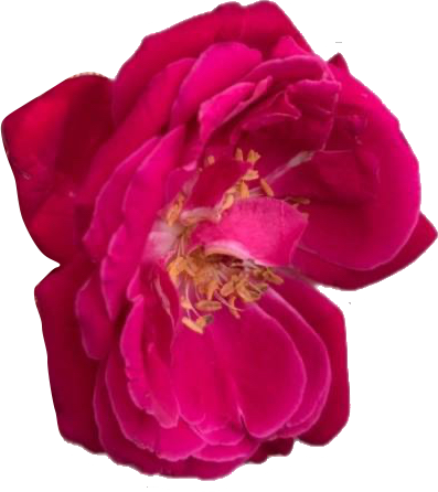 Ingredient Image 2